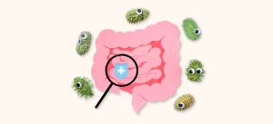 probiotics help weight loss banner